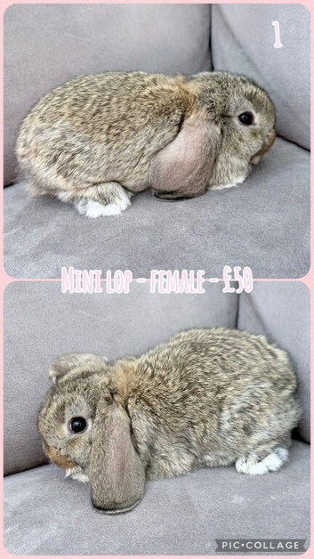 Mini Lop Baby Rabbits