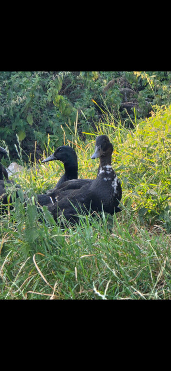 Mallard cross Ducks