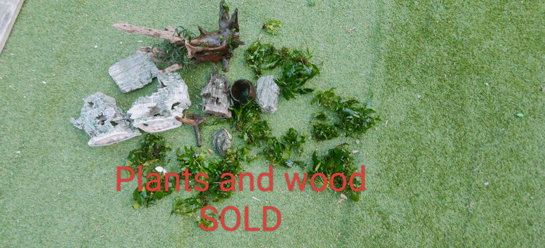 Aquarium decor and live plants