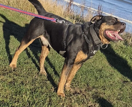 Stunning male Rottweiler x for stud