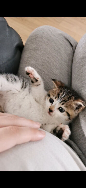 Kitten needs a home