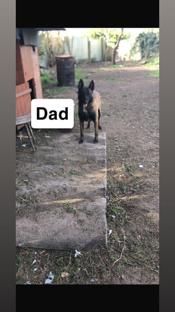 Czech Shepard cross Malinois