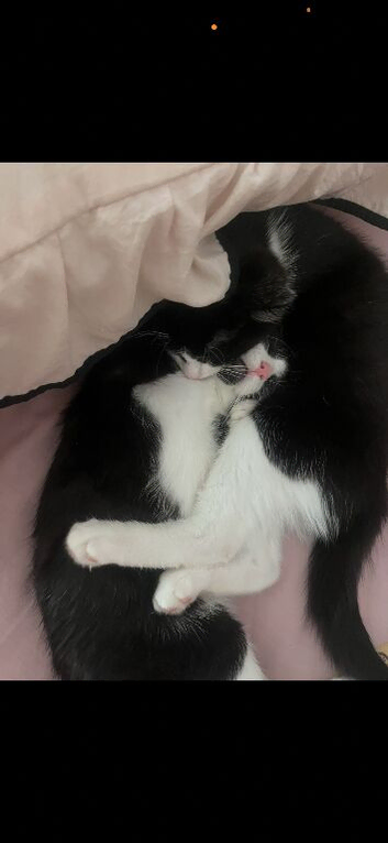 2 black and white brothers