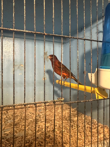 Canary one cock bird available