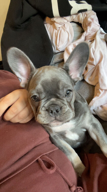 Female frenchie