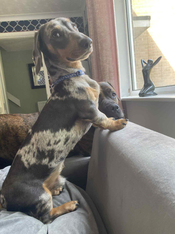 Available for stud
