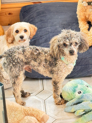 Blue Merle Small Toy Poodle