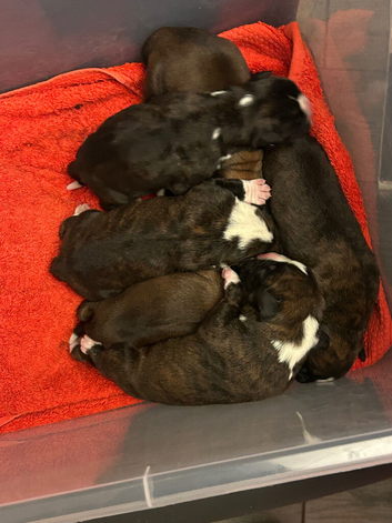Boxer pups red and brindle and bobtails