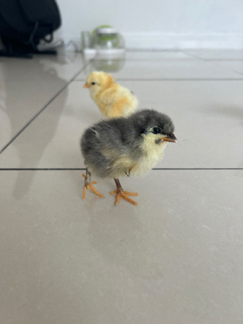 3 Beautiful Mixed Breed Chicks