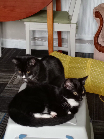 2 gorgeous girls looking for forever home together