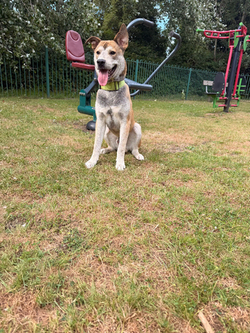 Husky x Staff