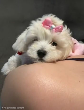 Home-Raised F1 Maltipoo Puppy &ndash; ready Now