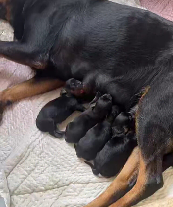 Rottweiler puppies