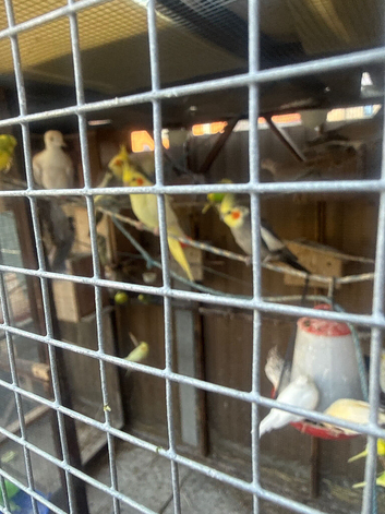Cockatiels