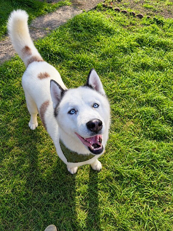 Siberian Husky For Stud