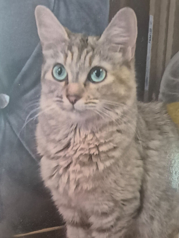 Half maincoon and domestic