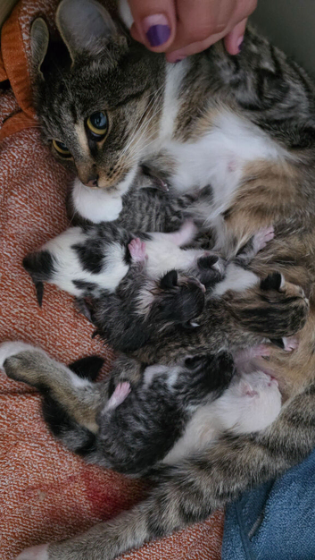 Beautiful Tabby boys