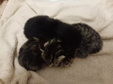 3 beautiful kittens looking for there forever home