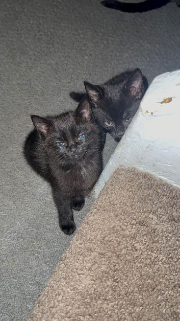 2 males & 1 female Bombay cat