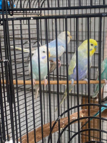 6 rainbow budgies between 6-9 months