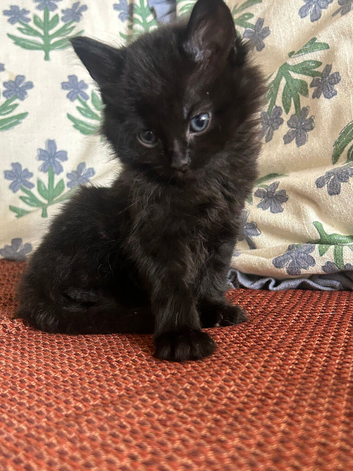 Cute little fluff ball looking for a new home