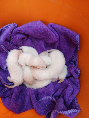 Albino Micro Ferrets kits