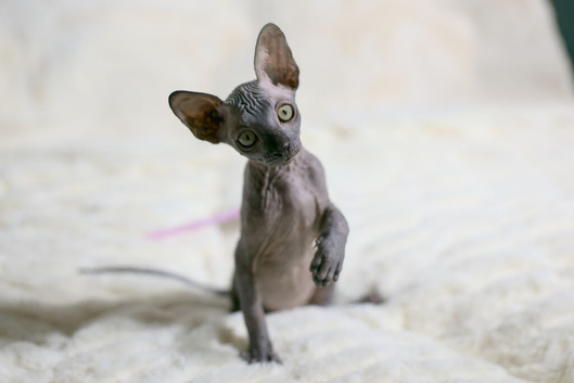 Sphynx Kittens