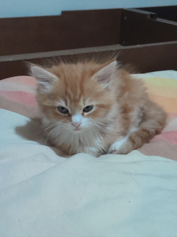 4 rare beautiful gorgeous kittens