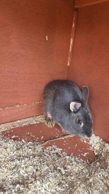 Here I have a female rabbit