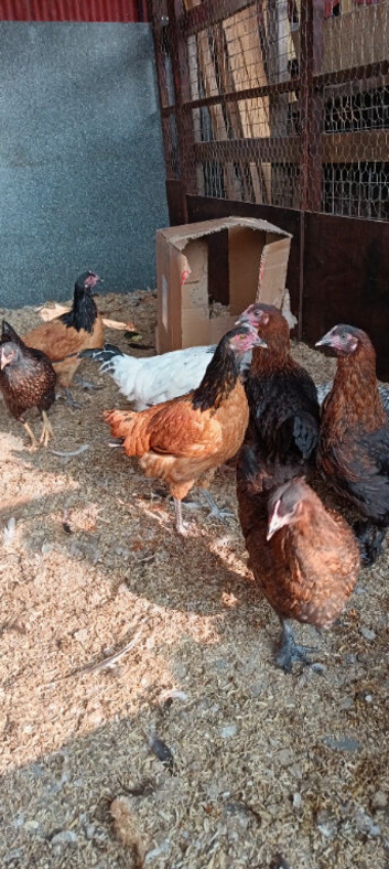 Pure bred pullets