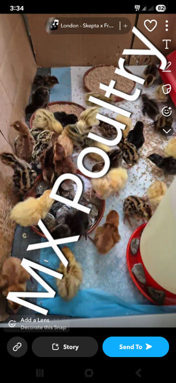 Coturnix quail chicks