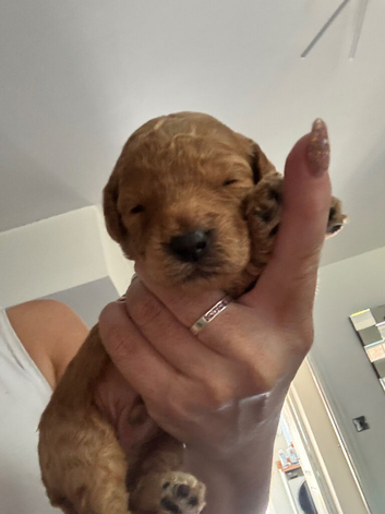 Beautiful Cockapoo puppies 5 boys 3 girls