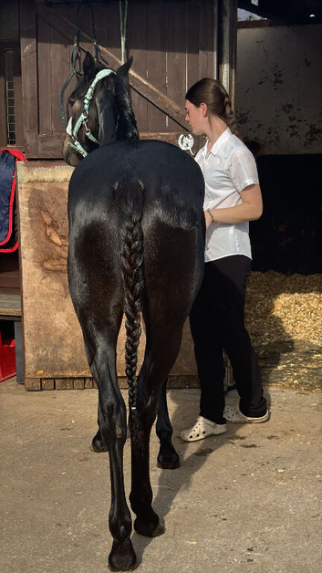 Supper sweet full bred connie