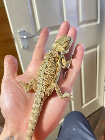 Bearded dragons