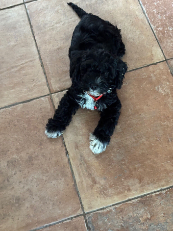1 beautiful girl cockapoo left ready
