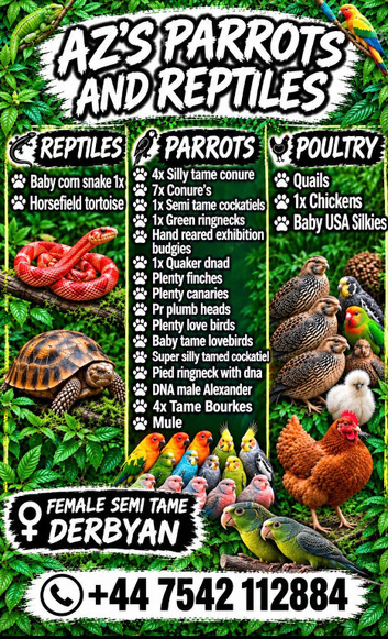 Cheap parrots