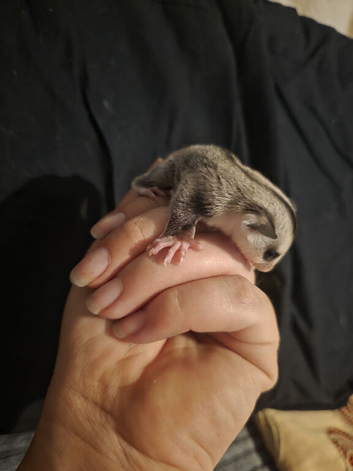 White face female Joey looking for home now