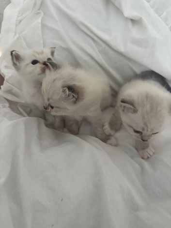 Ragdoll kittens