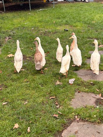 Runner ducklings