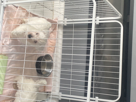 Westie pup for sale