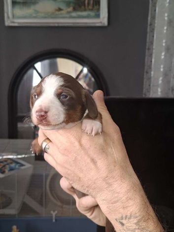 2 dachshunds for sale