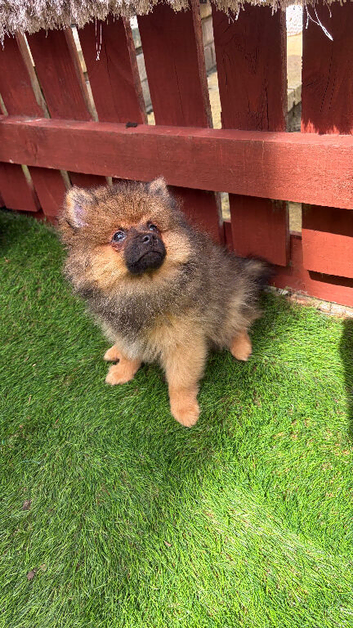 2 stunning Pomeranian pups ready to go