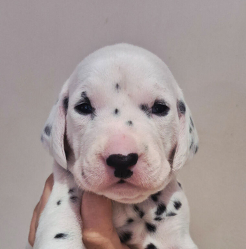 Only 2 left! **Exceptional Show Quality KC Dalmatian Litter**