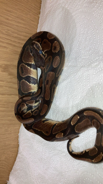 1 year old ball python