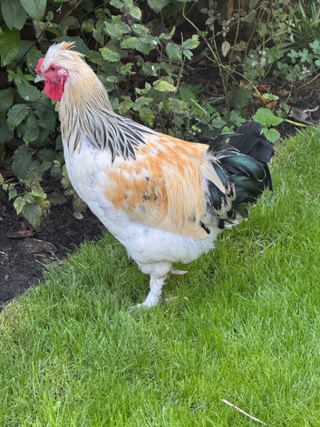 Light Sussex bantam