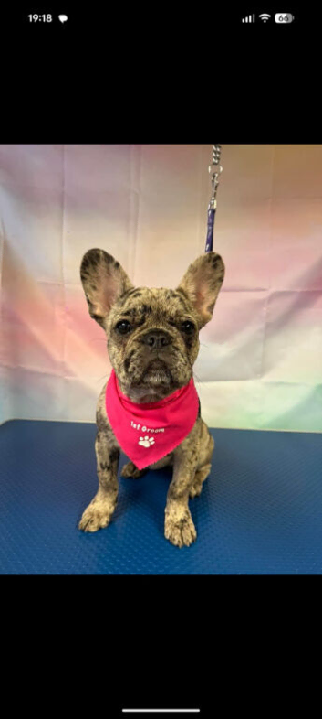 French bulldog merle