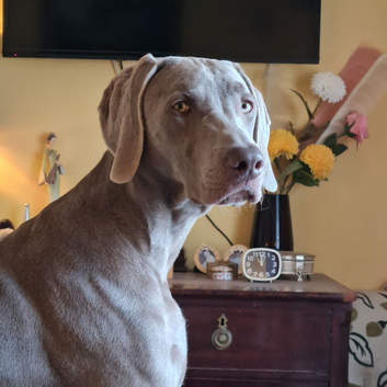 Weimaraner KC Registered 1 Yr Girl.