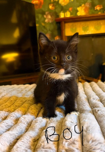 Ragdoll Cross Kittens &ndash; Ready for Their Forever Home