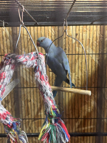 Blue Ringneck Parrot