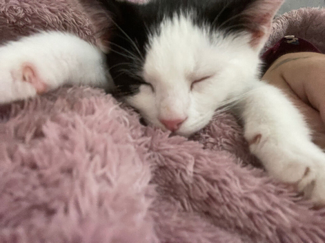 Male kitten